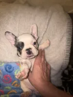 GHOST $1800, a male French Bulldog for sale in The Villages, FL – 1 of 10