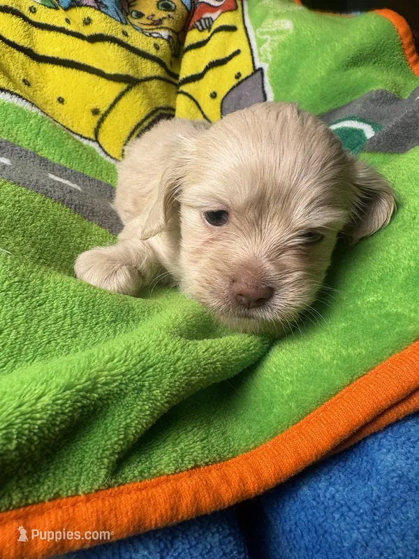 Bindi cream girl – Shih Tzu, Miniature Dachshund puppy for sale in The Villages, FL