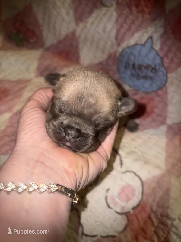 Bingo baby – French Bulldog puppy for sale in Ocala, FL