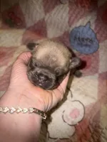 Bingo baby, a female French Bulldog for sale in Ocala, FL – Photo 1 of 5