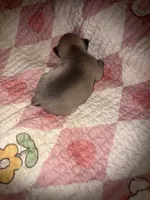 Bingo baby, a female French Bulldog for sale in Ocala, FL – Photo 5 of 5