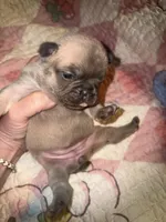 Bingo baby, a female French Bulldog for sale in Ocala, FL – Photo 3 of 5