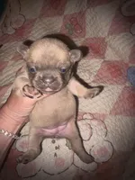 Bingo baby, a female French Bulldog for sale in Ocala, FL – Photo 2 of 5