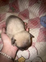 Bingo baby, a female French Bulldog for sale in Ocala, FL – Photo 4 of 5