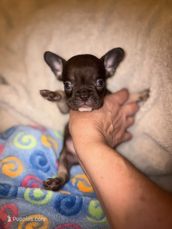 Henry the the chocolate and tan – French Bulldog puppy for sale in The Villages, FL