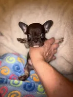 Henry the the chocolate and tan $1400, a male French Bulldog for sale in The Villages, FL – 4 of 10