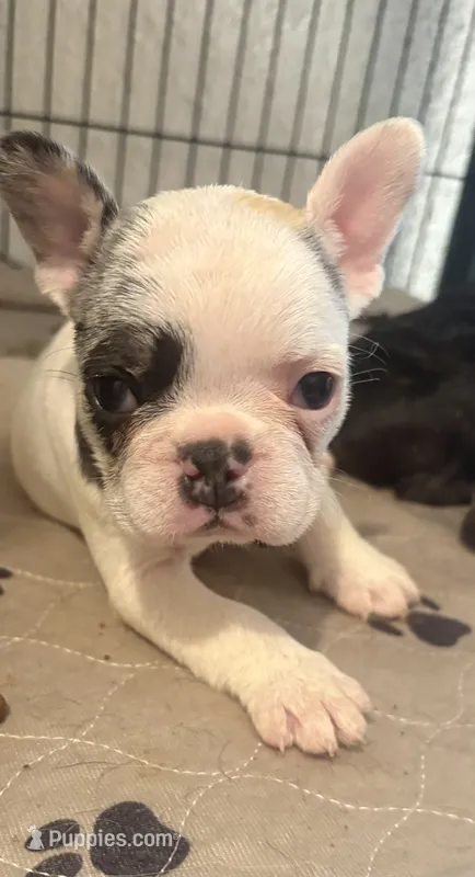 GHOST Merle pied boy – French Bulldog puppy for sale in The Villages, FL