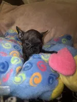 BRITNEY , a female French Bulldog for sale in The Villages, FL – 3 of 8