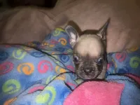 Baby blue fawn, a male French Bulldog for sale in The Villages, FL – 5 of 5