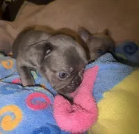 Gemma grey, a female French Bulldog for sale in The Villages, FL – 8 of 9