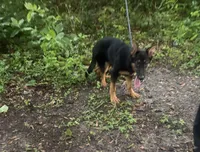 Gemma 950 OBO, a female German Shepherd Dog for sale in The Villages, FL – 3 of 6