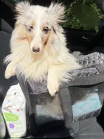 BAILEY $1500, a female Shetland Sheepdog for sale in The Villages, FL – 2 of 6