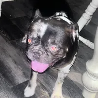 Prince, a male French Bulldog for sale in Ocala, FL – Photo 3 of 3