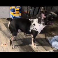 Prince, a male French Bulldog for sale in Ocala, FL – Photo 2 of 3