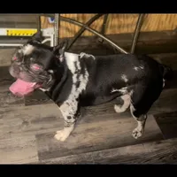 Prince, a male French Bulldog for sale in Ocala, FL – Photo 1 of 3