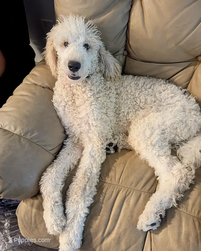 Frank the poodle (OBO) – Poodle - Standard  puppy for sale in The Villages, FL