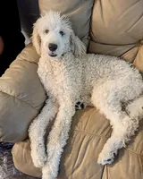 Frank the poodle (OBO), a male Poodle - Standard  for sale in The Villages, FL – 1 of 4