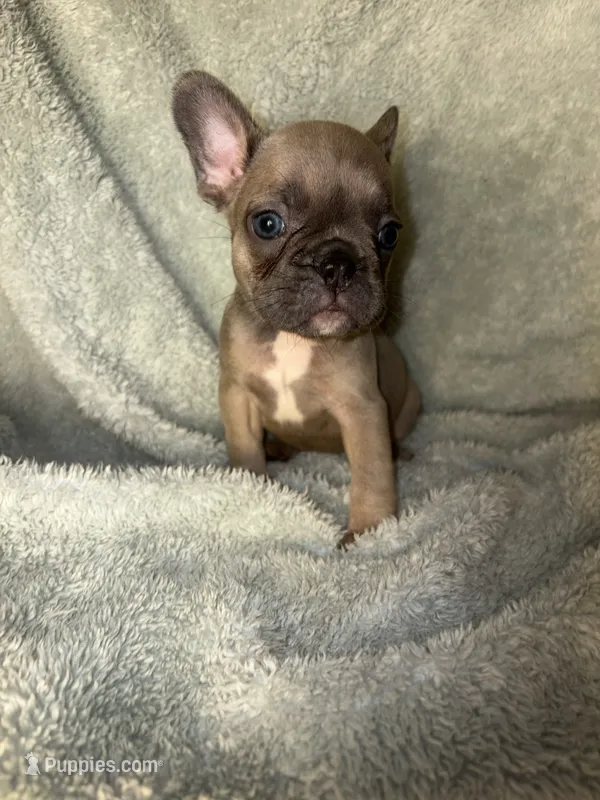Baby blue fawn $1500 – French Bulldog puppy for sale in The Villages, FL
