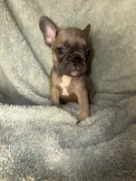 Baby blue fawn $1500, a male French Bulldog for sale in The Villages, FL – 1 of 5