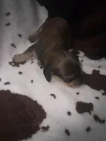 Sally shades cream, a female Miniature Dachshund for sale in Ocala, FL – 4 of 6