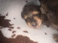 Sally shades cream, a female Miniature Dachshund for sale in Ocala, FL – 3 of 6