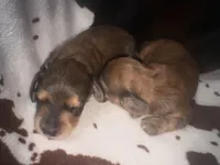 Sally shades cream, a female Miniature Dachshund for sale in Ocala, FL – 5 of 6