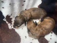 Sally shades cream, a female Miniature Dachshund for sale in Ocala, FL – 6 of 6