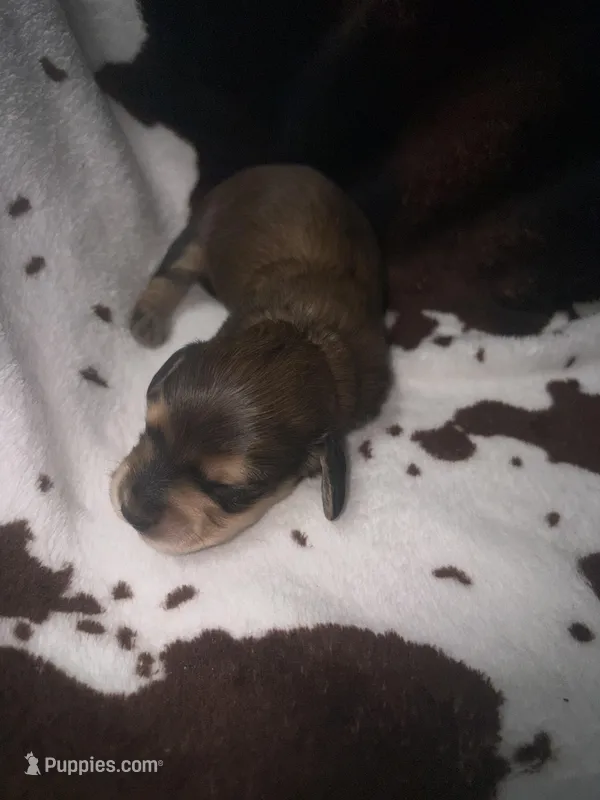 Sally shades cream, a female Miniature Dachshund for sale in Ocala, FL – 1 of 6