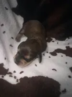 Sally shades cream, a female Miniature Dachshund for sale in Ocala, FL – 1 of 6
