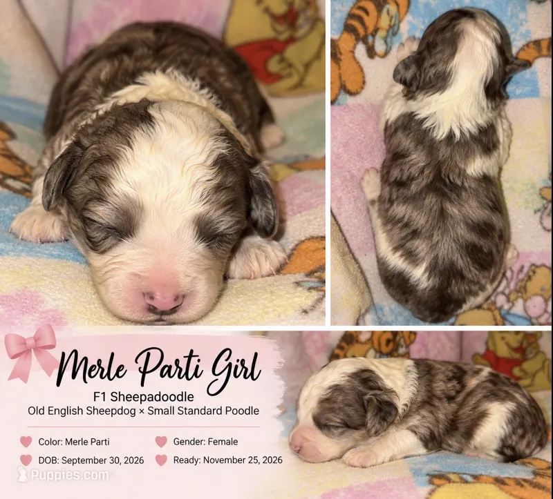 Jenny Sheepadoodle $1100 Merle parti – Old English Sheepdog, Poodle - Multi-Colored Standard puppy for sale in The Villages, FL