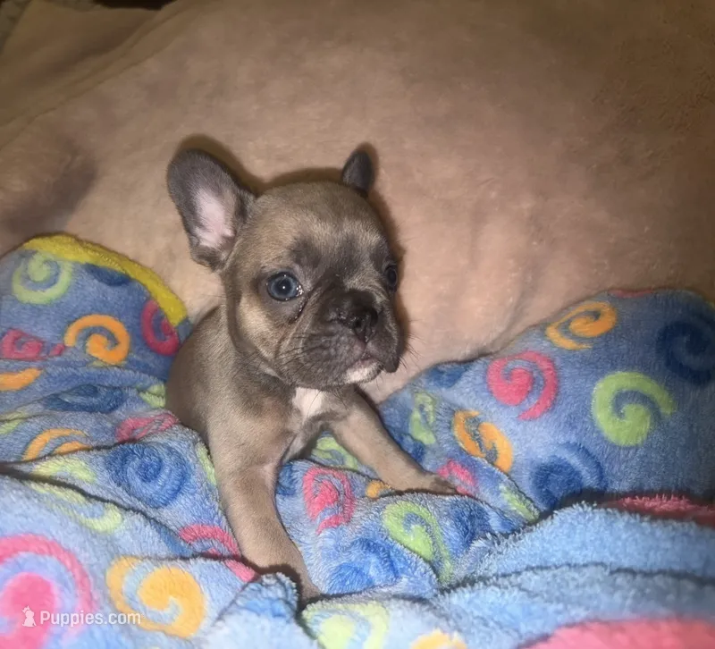 Baby blue fawn – French Bulldog puppy for sale in The Villages, FL