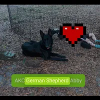 Titan, a male German Shepherd Dog for sale in Ocala, FL – Photo 4 of 5