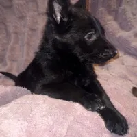 Titan, a male German Shepherd Dog for sale in Ocala, FL – Photo 2 of 5