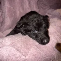 Titan, a male German Shepherd Dog for sale in Ocala, FL – Photo 3 of 5