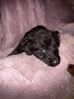 Titan, a male German Shepherd Dog for sale in Ocala, FL – Photo 3 of 5