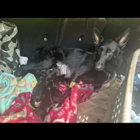 Titan, a male German Shepherd Dog for sale in Ocala, FL – Photo 5 of 5