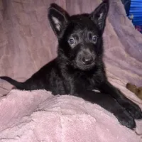 Titan, a male German Shepherd Dog for sale in Ocala, FL – Photo 1 of 5