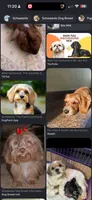 Gigi litter, a  Shih Tzu and Miniature Dachshund for sale in The Villages, FL – 3 of 5