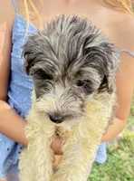 Sadie Merle parti color $650, a female Poodle - Multi-Colored Standard and Pyredoodle for sale in The Villages, FL – 2 of 5