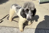 BOSS  gold and white parti $500, a male Poodle - Multi-Colored Standard and Pyredoodle for sale in The Villages, FL – 4 of 7