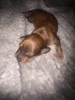 Becky red brindle, a female Miniature Dachshund for sale in Ocala, FL – 2 of 5