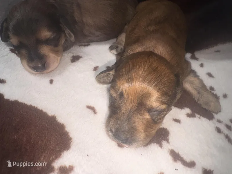 Becky red brindle – Miniature Dachshund puppy for sale in Ocala, FL