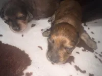 Becky red brindle, a female Miniature Dachshund for sale in Ocala, FL – 1 of 5