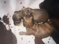 Becky red brindle, a female Miniature Dachshund for sale in Ocala, FL – 3 of 5