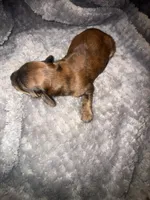 Becky red brindle, a female Miniature Dachshund for sale in Ocala, FL – 4 of 5