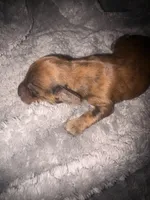 Becky red brindle, a female Miniature Dachshund for sale in Ocala, FL – 5 of 5