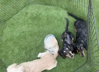 Bunny's litter due soon, a  Doxiepoo for sale in The Villages, FL – 8 of 9