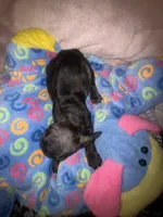 BRITNEY , a female French Bulldog for sale in The Villages, FL – 4 of 8