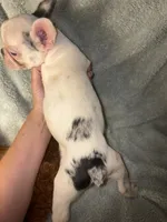 GHOST $1200, a male French Bulldog for sale in The Villages, FL – 2 of 8