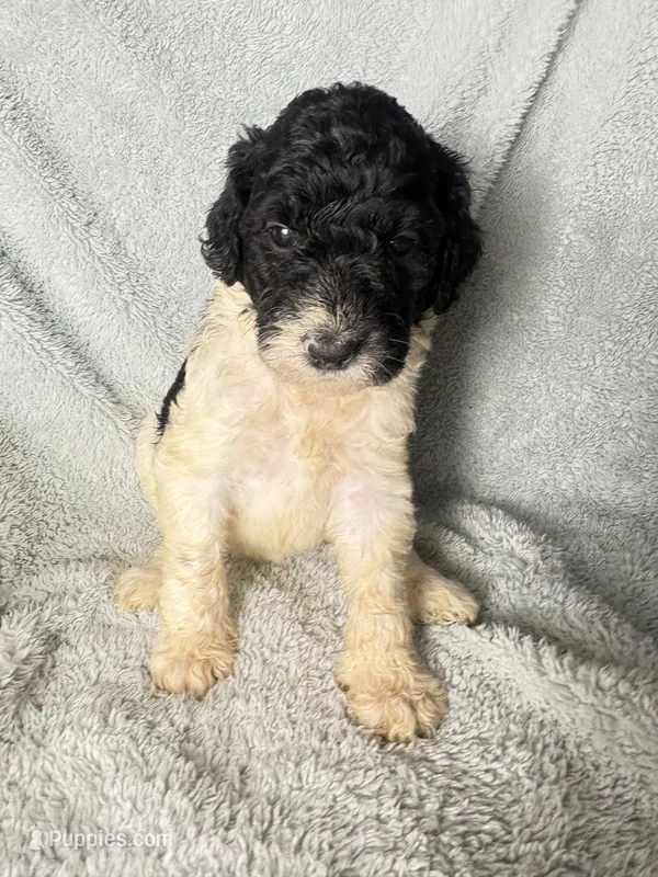 Crystal black & white parti $1100 – Poodle - Multi-Colored Standard, Pyredoodle puppy for sale in The Villages, FL